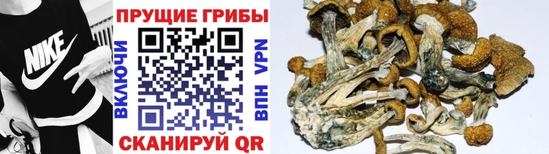 Купить где  Ужур  Галлюциногенные грибы Magic Shrooms 